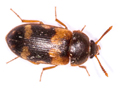 Mycetophagus piceus